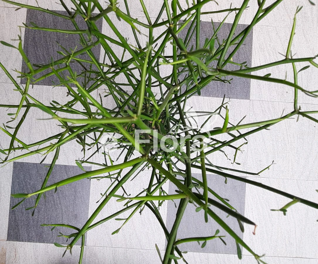 You are currently viewing Euphorbia tirucalli L.