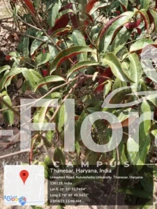 Read more about the article Excoecaria bicolor (Hassk.) Zoll. ex Hassk.