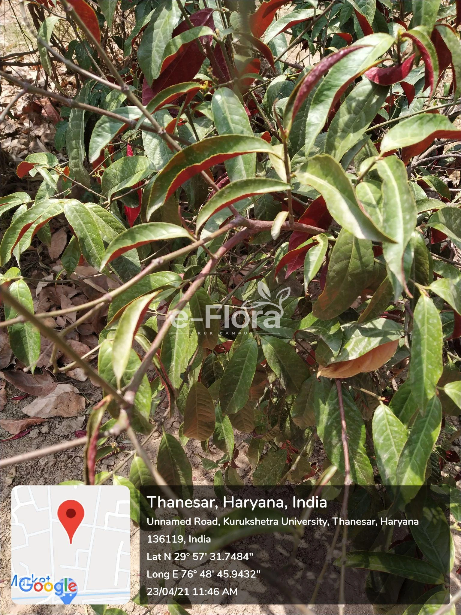 You are currently viewing Excoecaria bicolor (Hassk.) Zoll. ex Hassk.