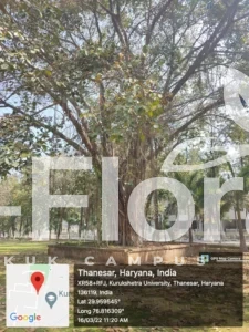 Read more about the article Ficus benghalensis L.