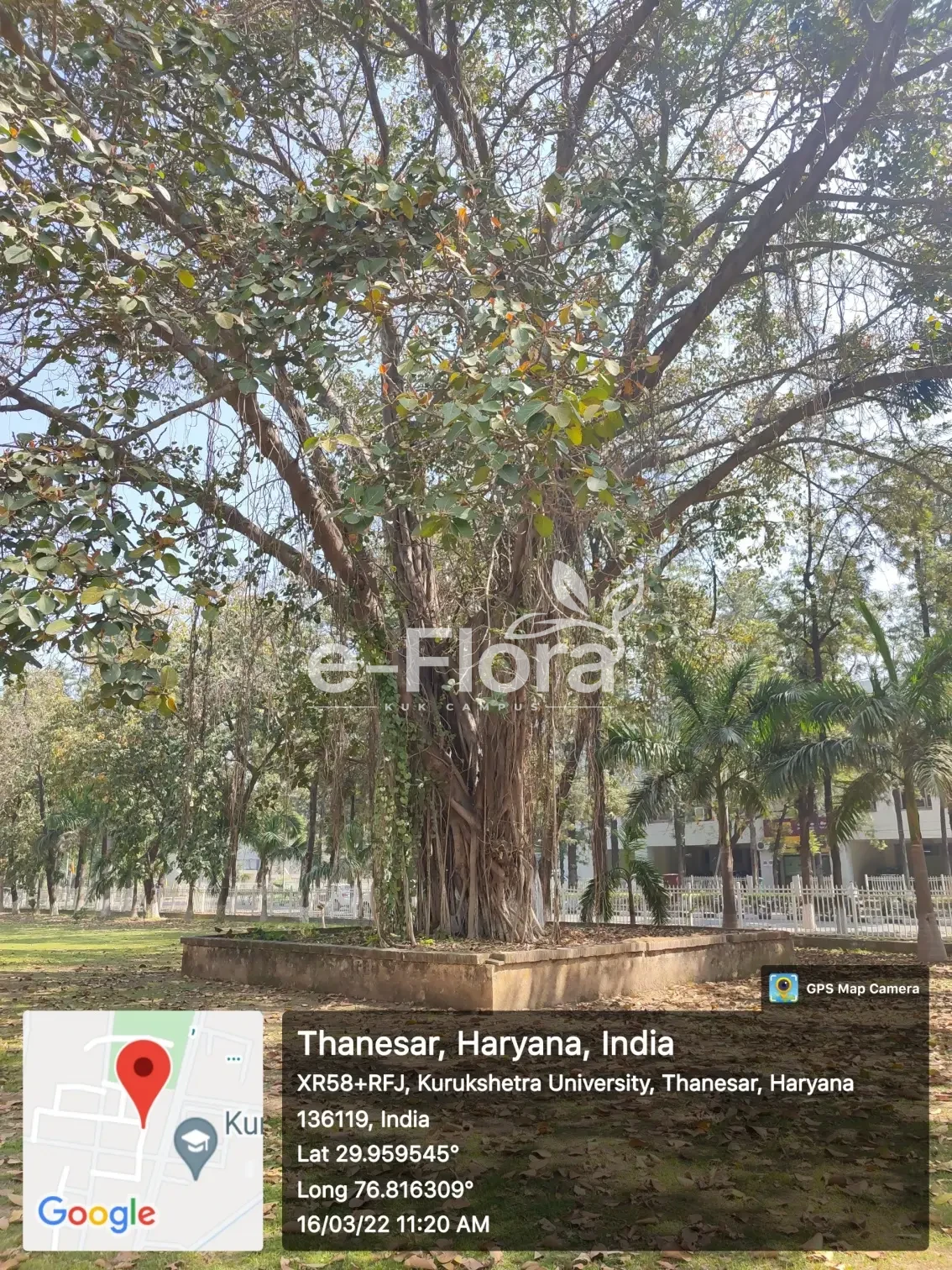 You are currently viewing Ficus benghalensis L.
