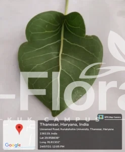 Read more about the article Ficus krishnae C.DC