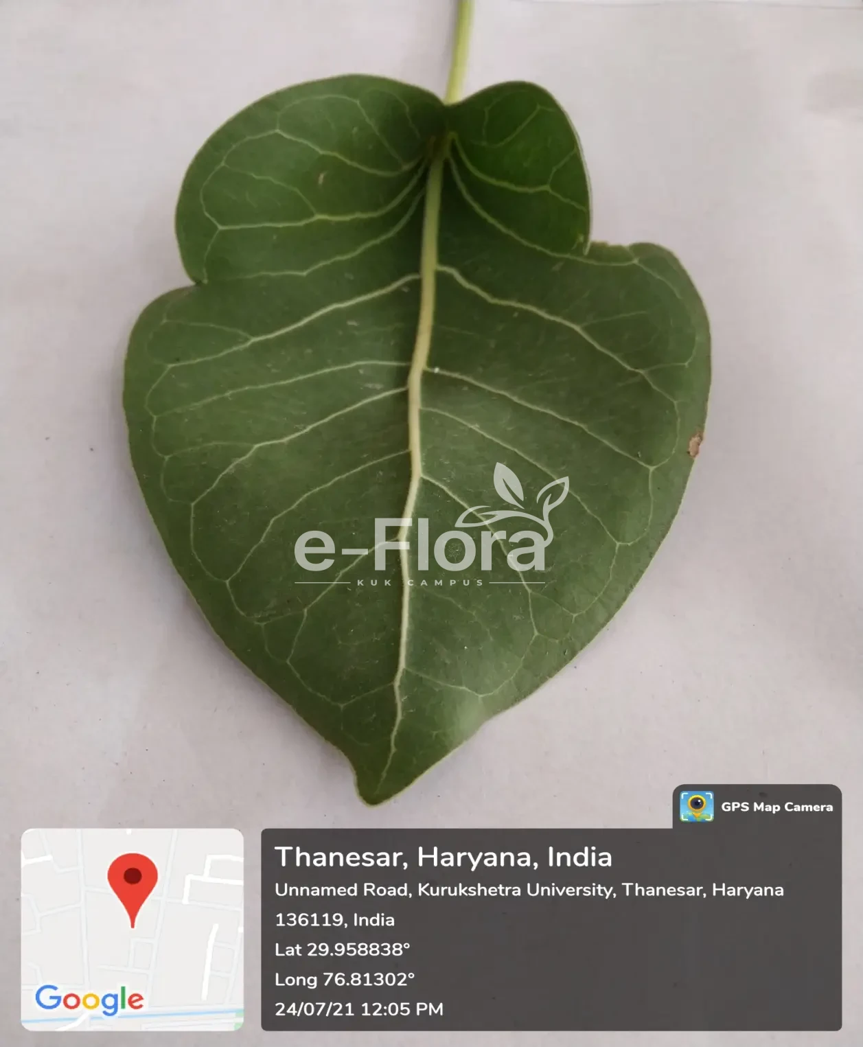 You are currently viewing Ficus krishnae C.DC