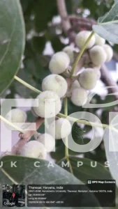 Read more about the article Ficus racemosa L.