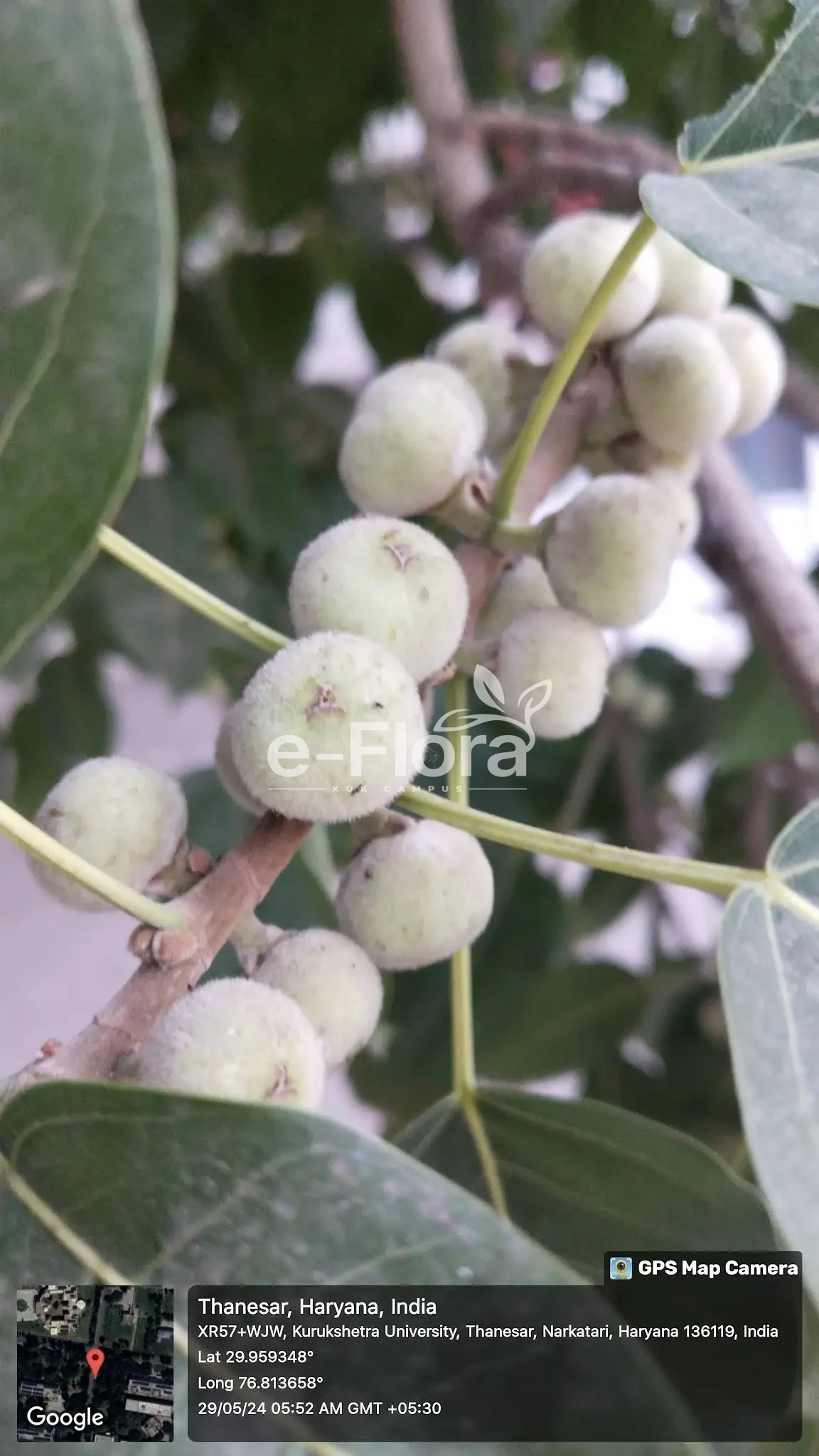 You are currently viewing Ficus racemosa L.