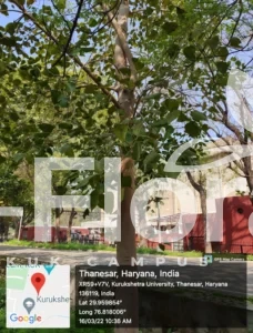 Read more about the article Ficus religiosa L.