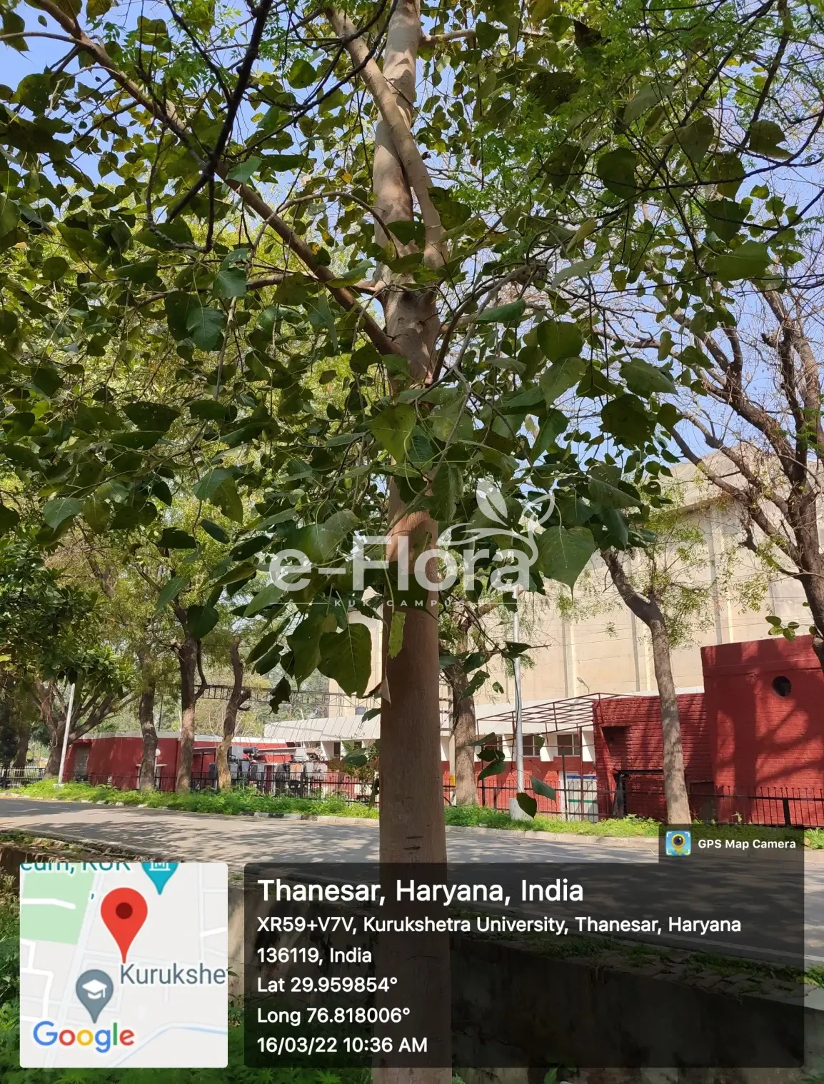 You are currently viewing Ficus religiosa L.