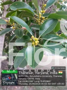 Read more about the article Ficus rubiginosa Desf. ex Vent.