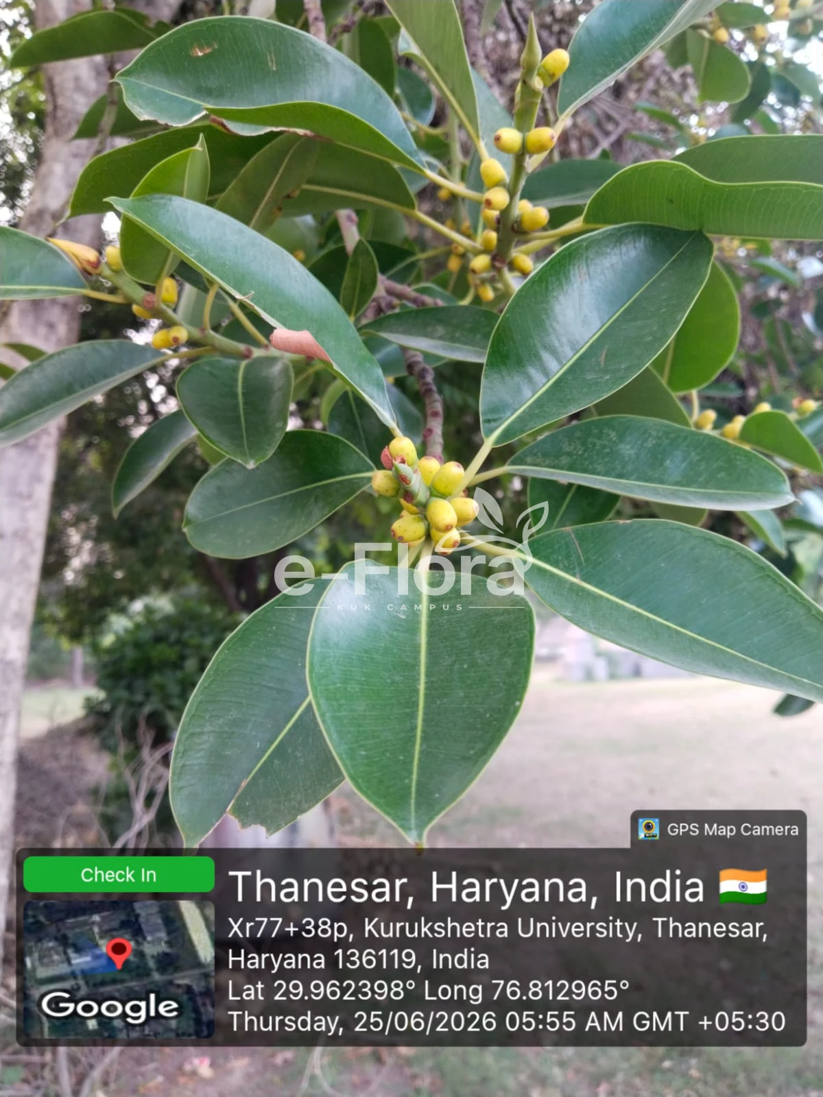 You are currently viewing Ficus rubiginosa Desf. ex Vent.