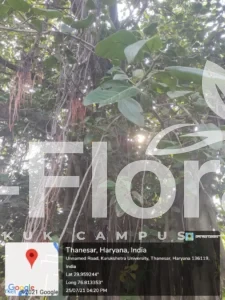 Read more about the article Ficus virens Aiton.