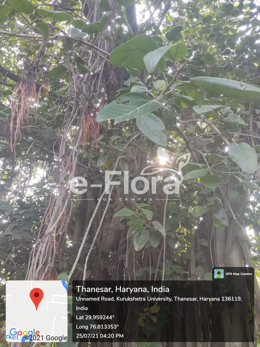 You are currently viewing Ficus virens Aiton.