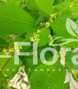 Read more about the article Flueggea leucopyrus Willd. 