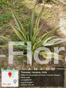 Read more about the article Furcraea foetida (L.)Haw.
