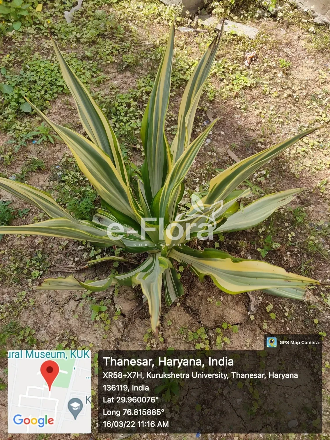 You are currently viewing Furcraea foetida (L.)Haw.