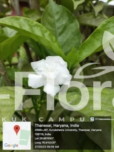 Read more about the article Gardenia jasminoides J.Ellis