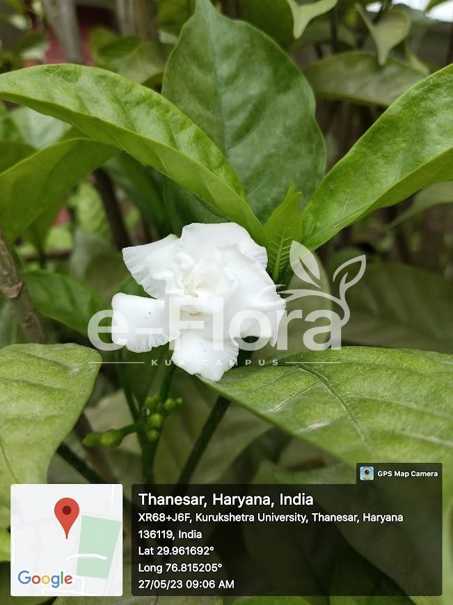 You are currently viewing Gardenia jasminoides J.Ellis