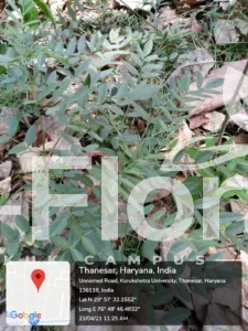 Read more about the article Glycyrrhiza glabra L.
