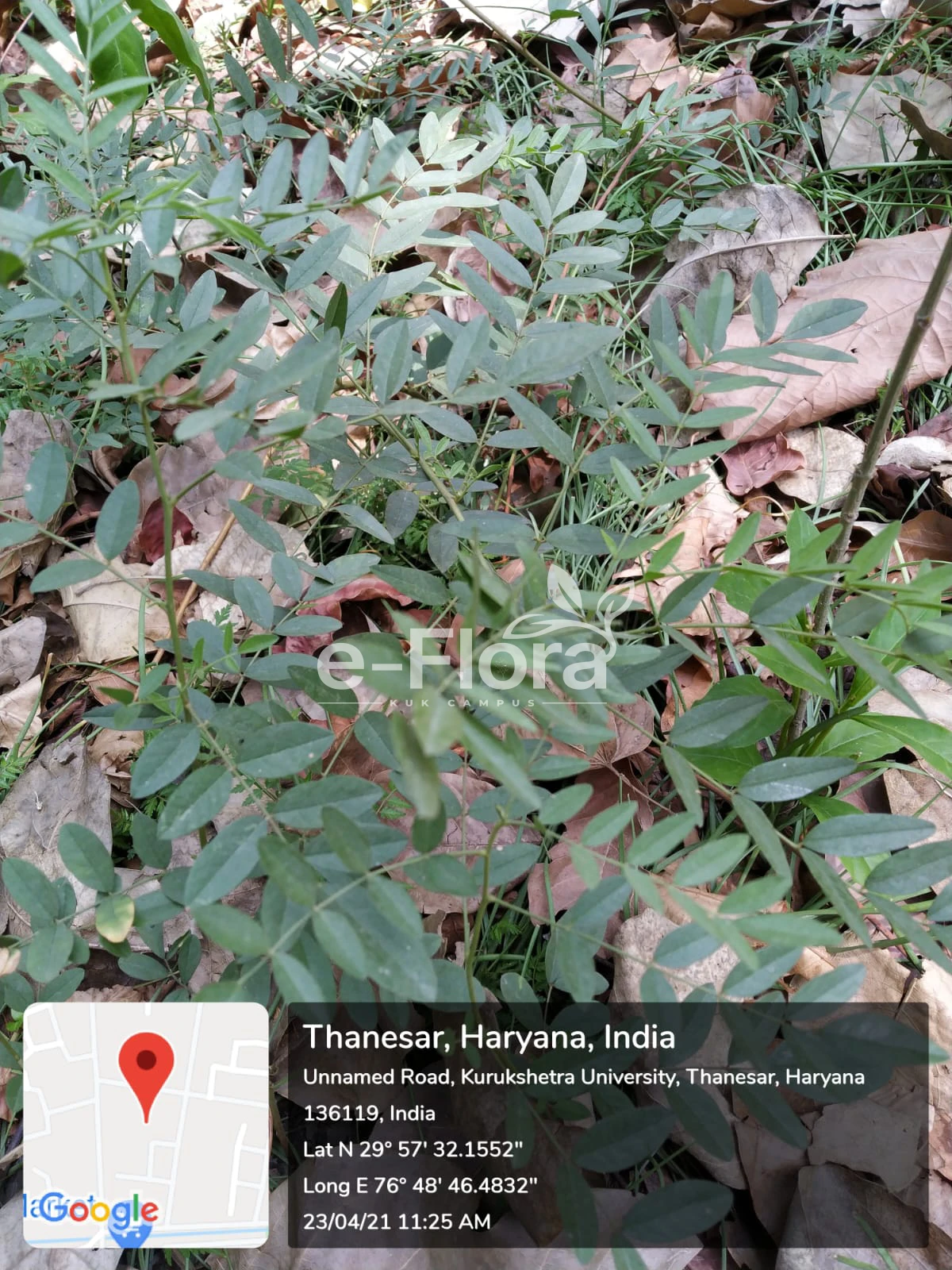 You are currently viewing Glycyrrhiza glabra L.