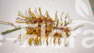 Read more about the article Grevillea robusta  A.Cunn. ex R.Br.