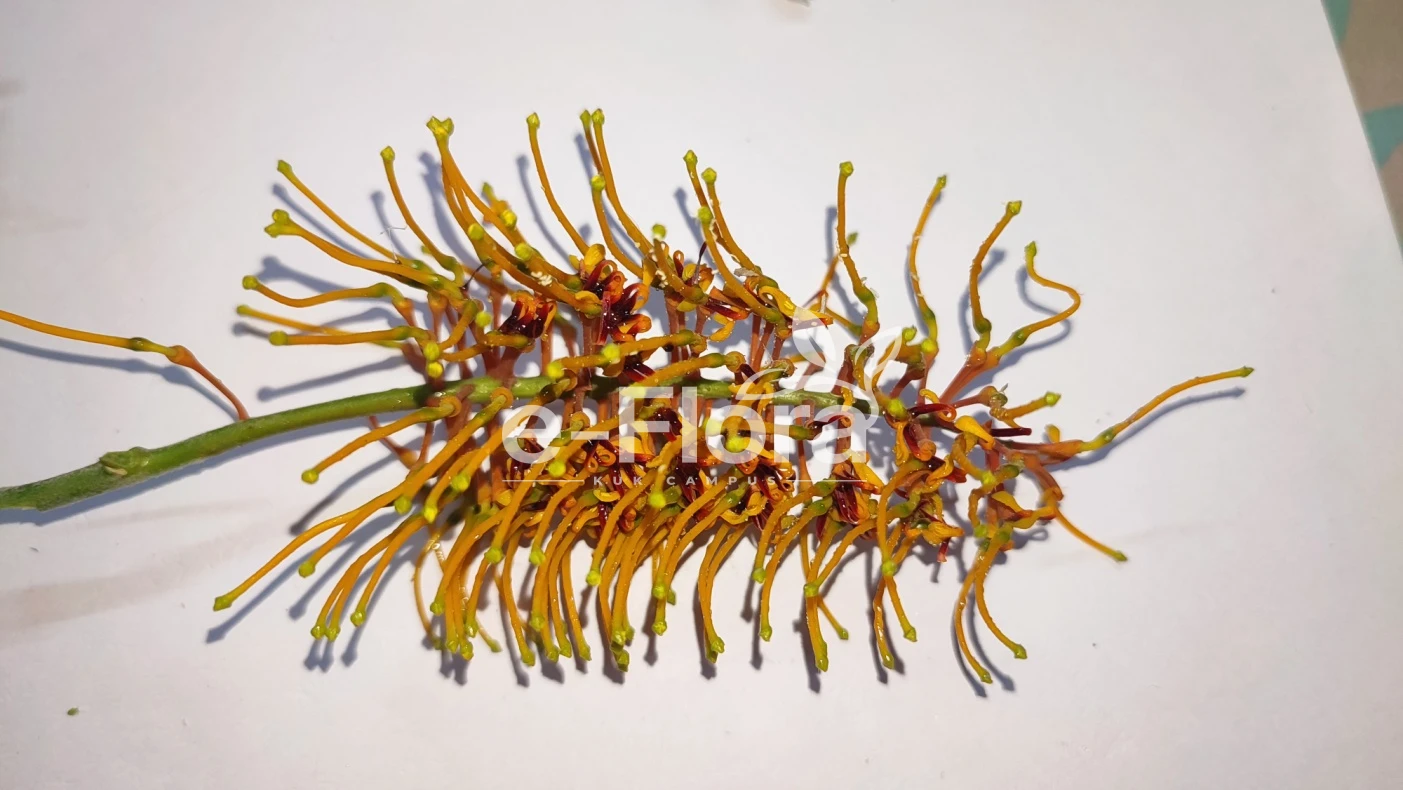 You are currently viewing Grevillea robusta  A.Cunn. ex R.Br.