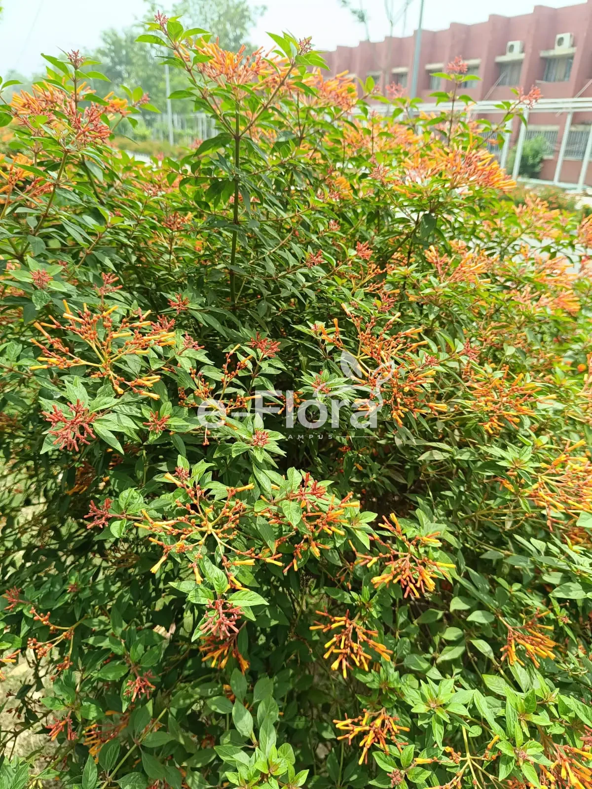 You are currently viewing Hamelia patens Jacs.