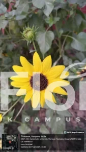 Read more about the article Helianthus debilis Nutt.