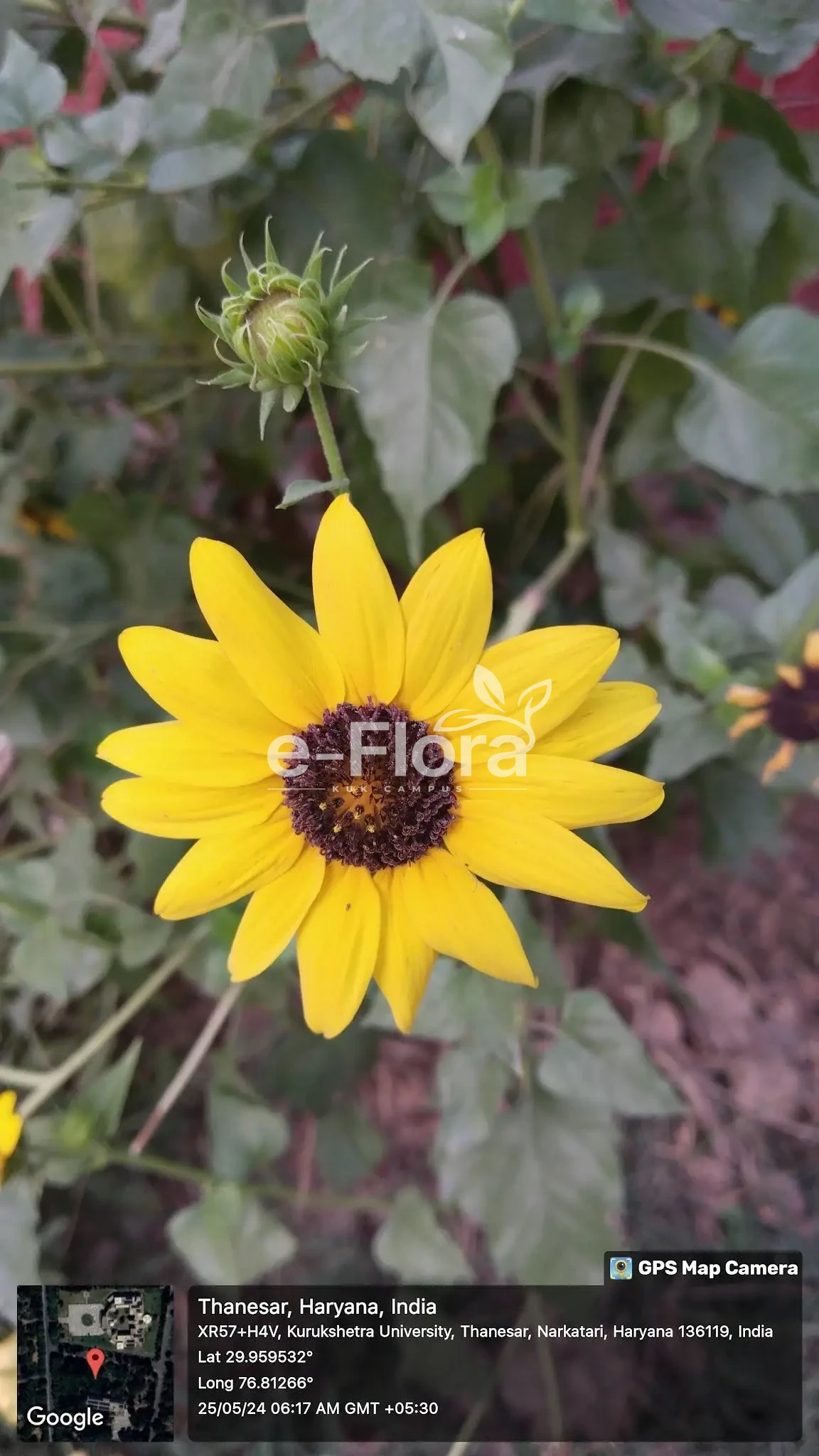You are currently viewing Helianthus debilis Nutt.