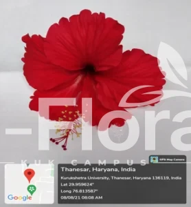 Read more about the article Hibiscus × rosa-sinensis L.