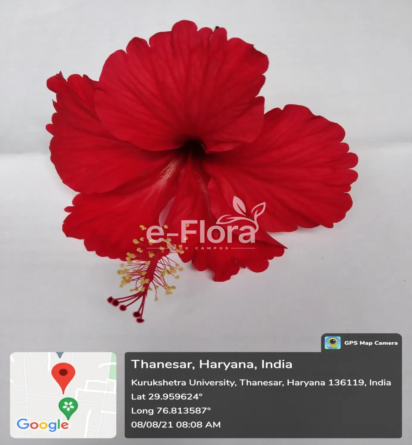 You are currently viewing Hibiscus × rosa-sinensis L.
