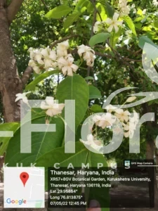 Read more about the article Holarrhena pubescens Wall. ex G.Don 