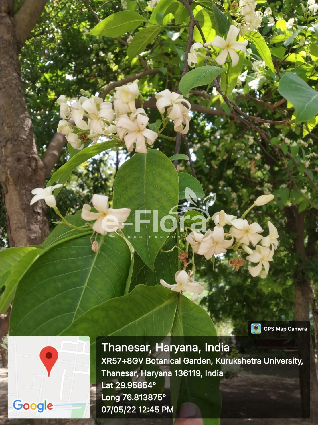 You are currently viewing Holarrhena pubescens Wall. ex G.Don 
