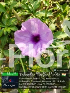 Read more about the article Ipomoea cairica L. Sweet