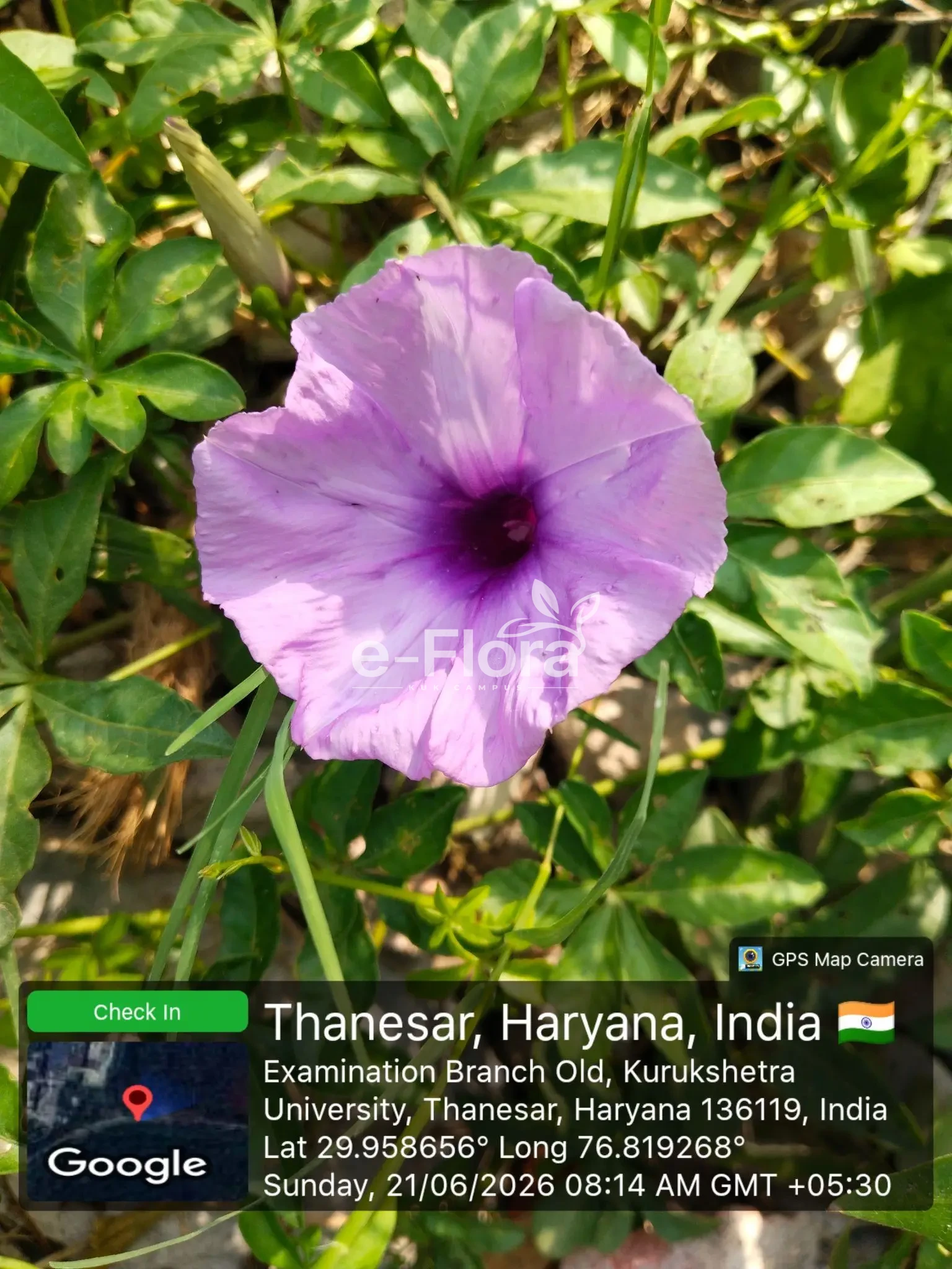 You are currently viewing Ipomoea cairica L. Sweet