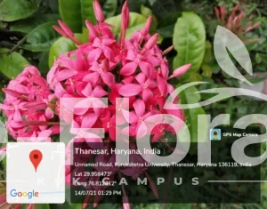 Read more about the article Ixora coccinea L. 