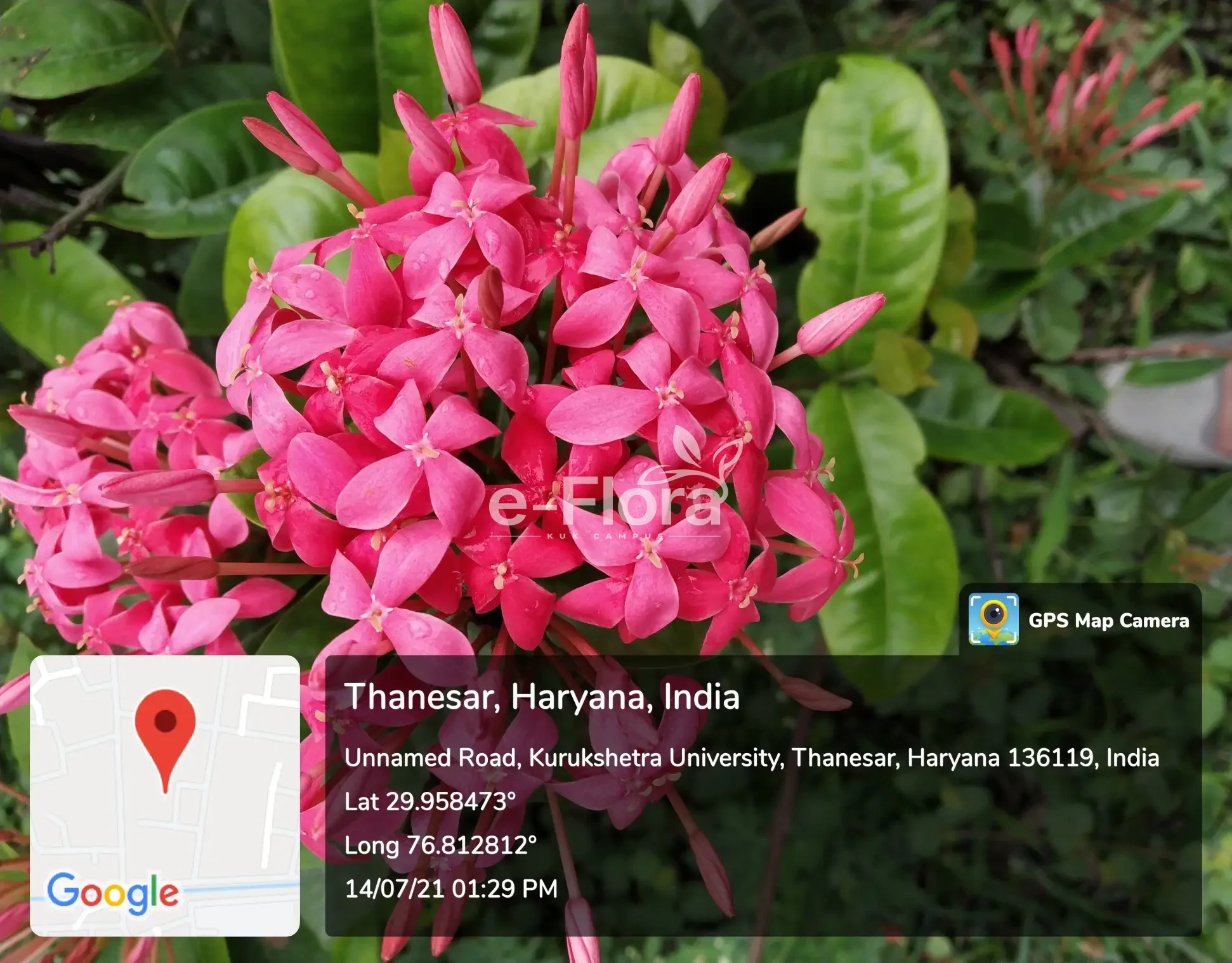 You are currently viewing Ixora coccinea L. 