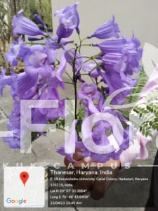 Read more about the article Jacaranda mimosifolia D. don