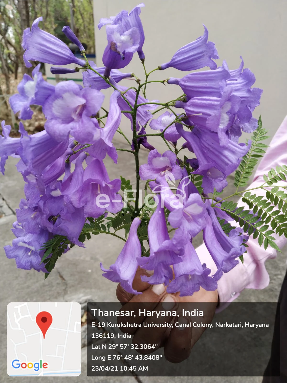 You are currently viewing Jacaranda mimosifolia D. don