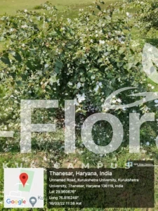 Read more about the article Jasminum multiflorum (Burm.f) Andrews