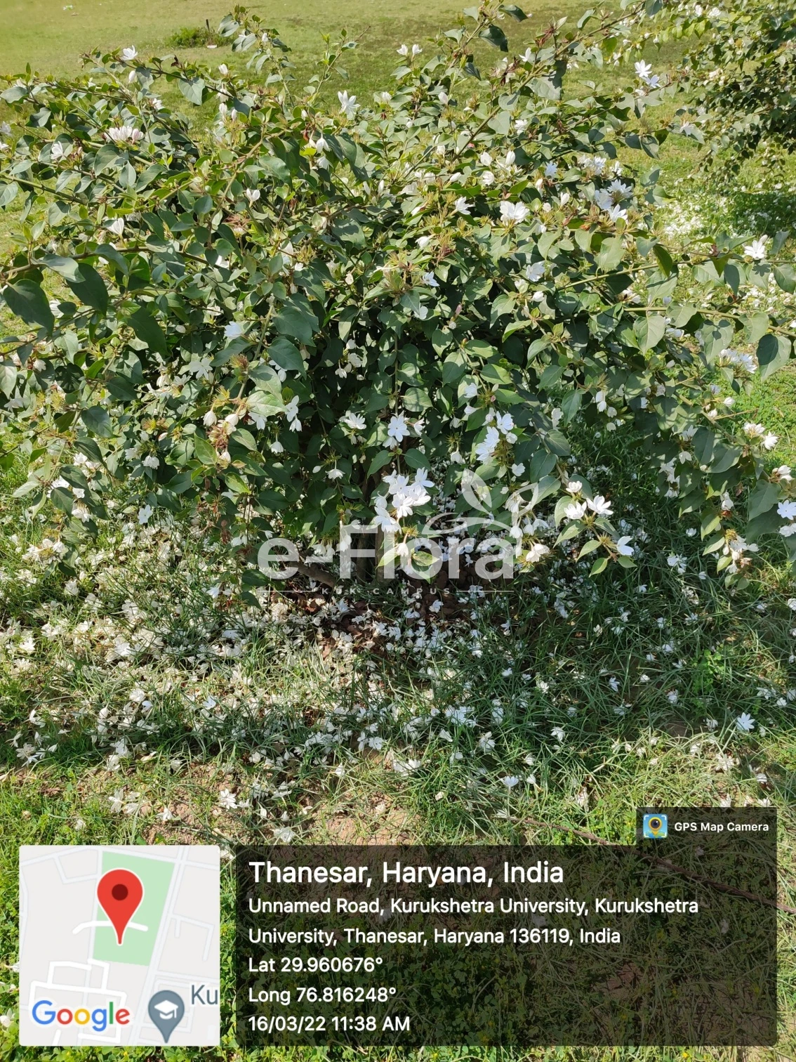 You are currently viewing Jasminum multiflorum (Burm.f) Andrews