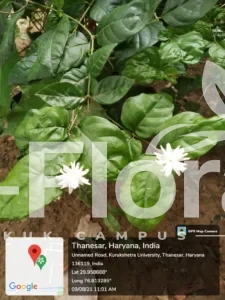 Read more about the article Jasminum sambac (L.) Sol  Aiton