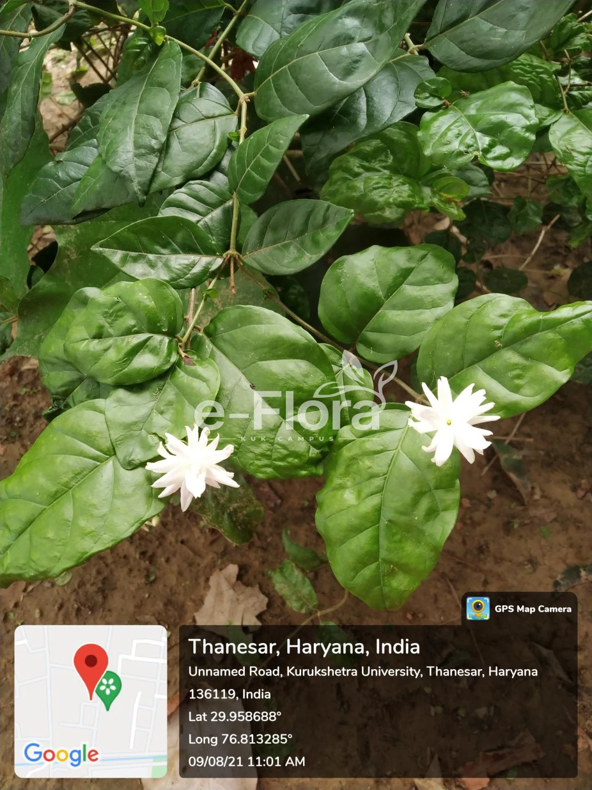 You are currently viewing Jasminum sambac (L.) Sol  Aiton