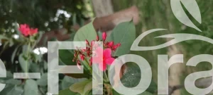 Read more about the article Jatropha integerrima Jacq.