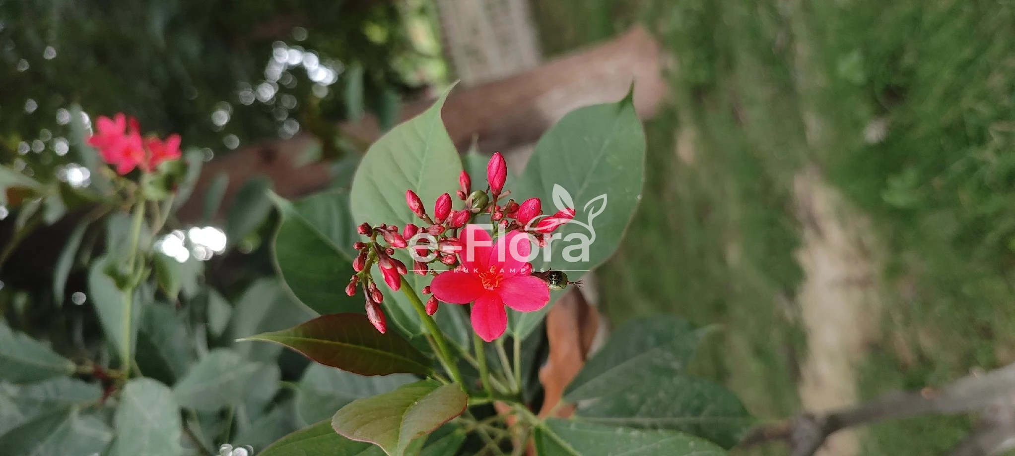 You are currently viewing Jatropha integerrima Jacq.