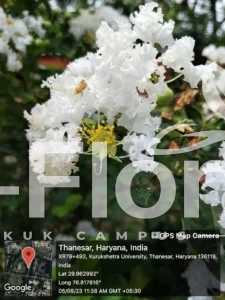 Read more about the article Lagerstroemia indica L.
