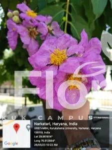 Read more about the article Lagerstroemia speciosa (L.) Pers.