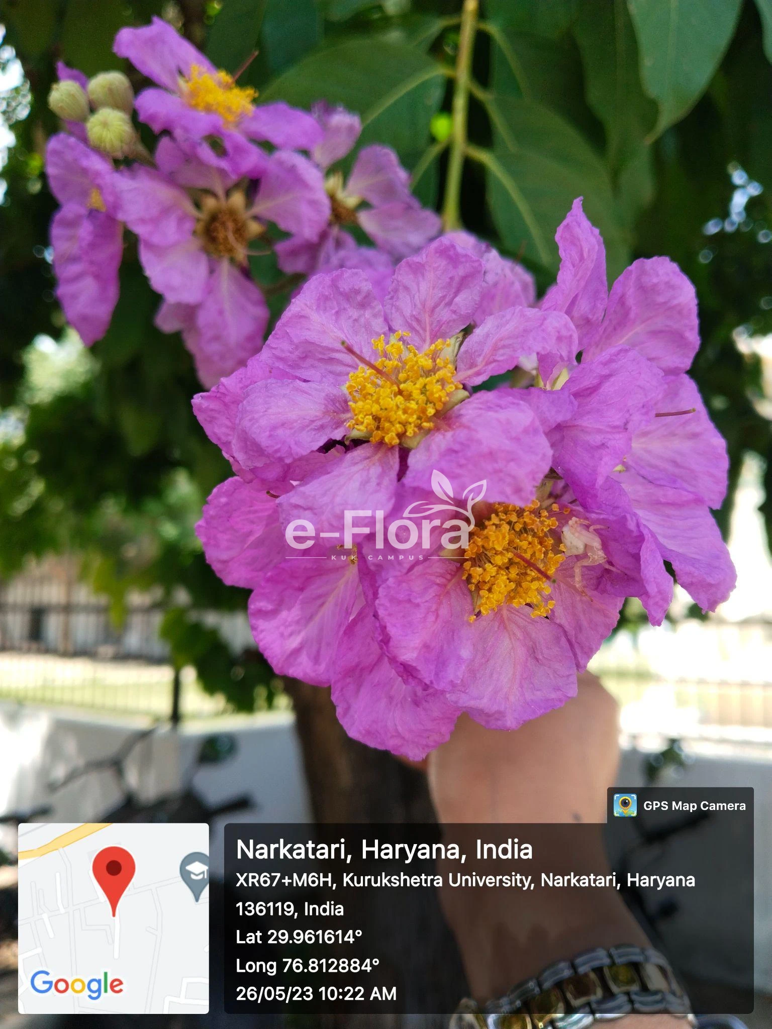 You are currently viewing Lagerstroemia speciosa (L.) Pers.