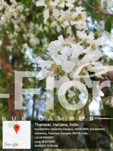 Read more about the article Lagerstroemia tomentosa C.Presl