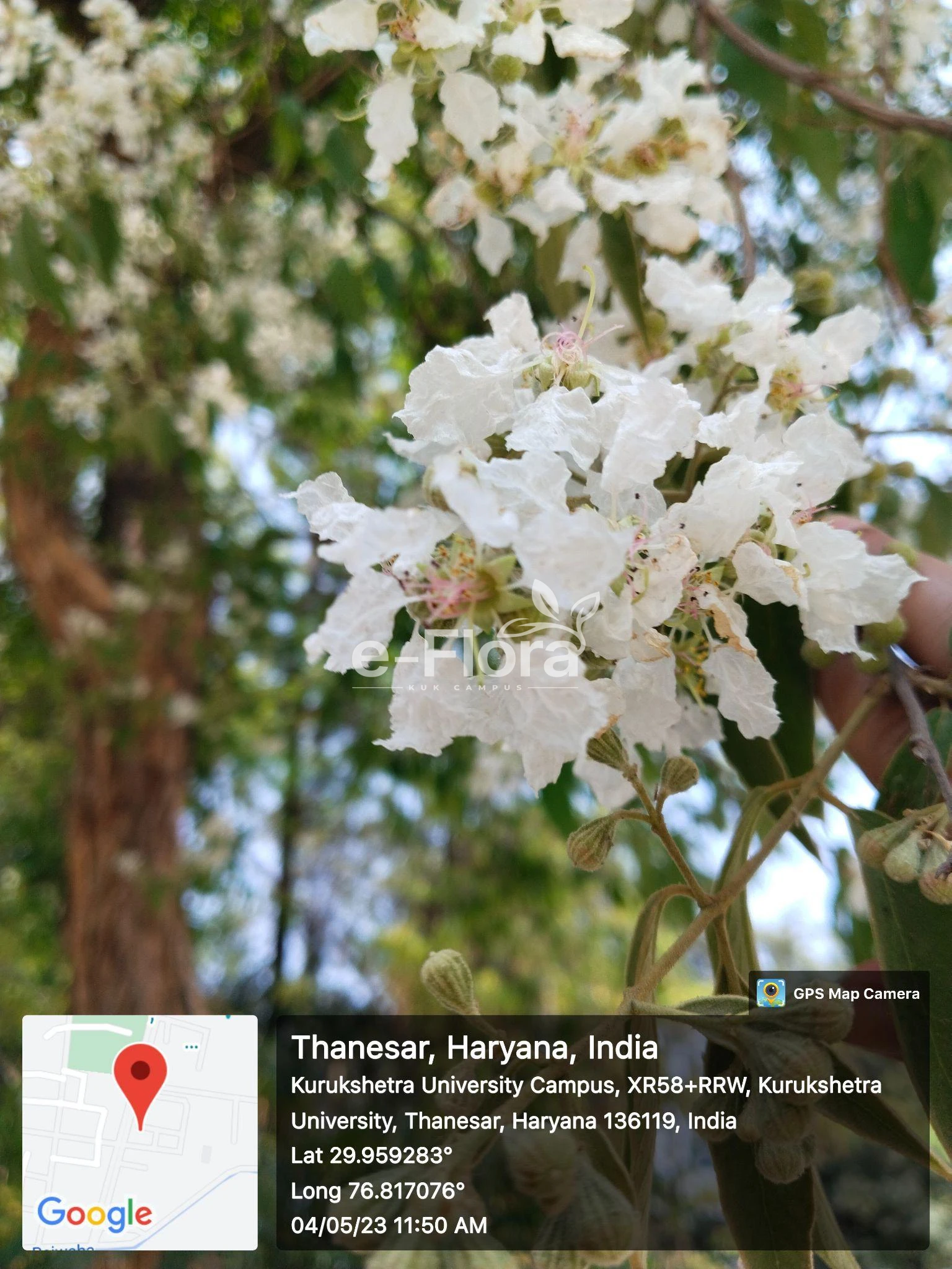You are currently viewing Lagerstroemia tomentosa C.Presl