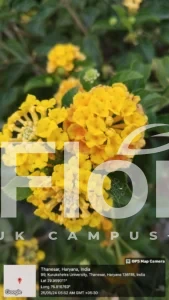 Read more about the article Lantana camara L.