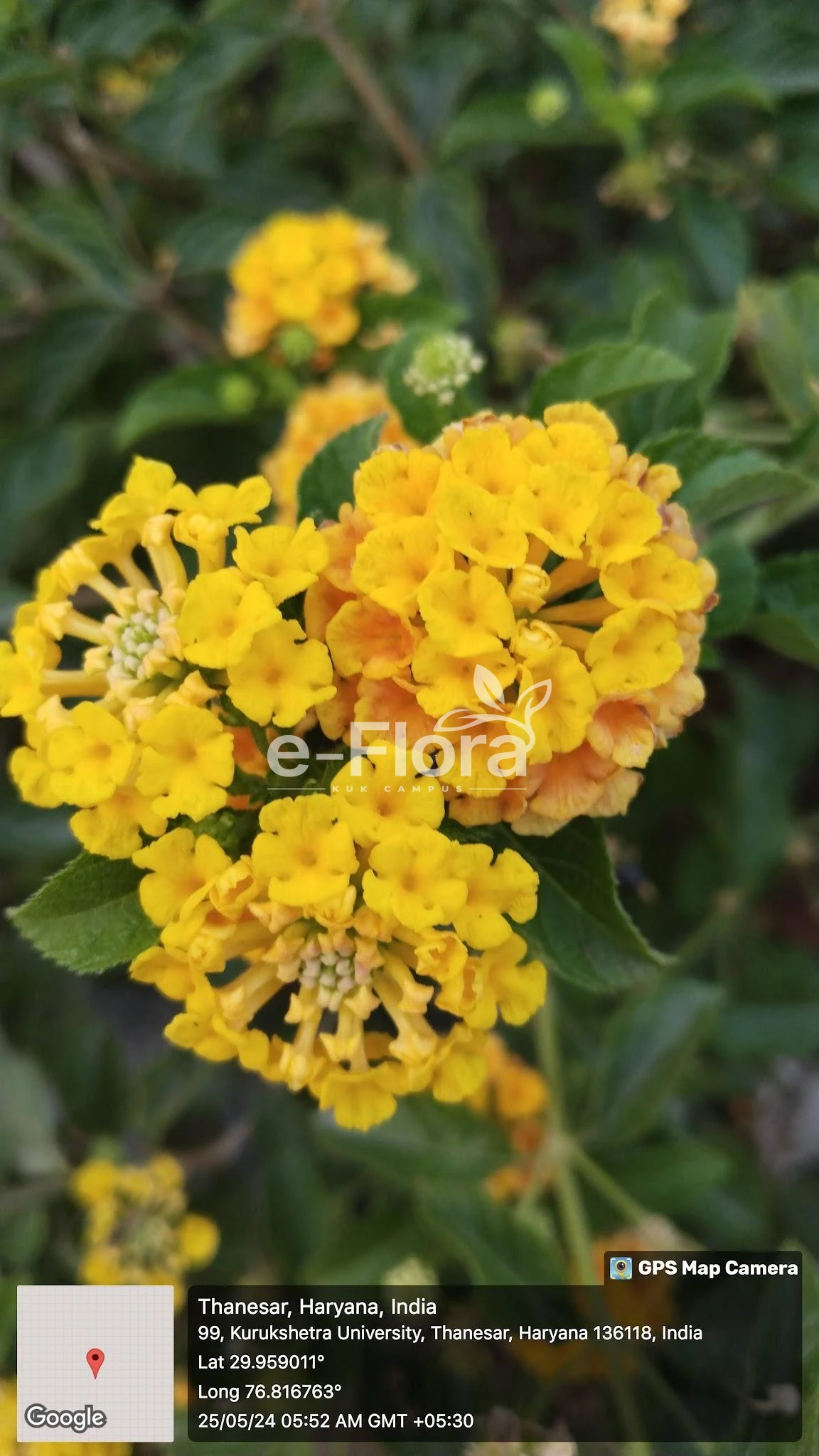 You are currently viewing Lantana camara L.